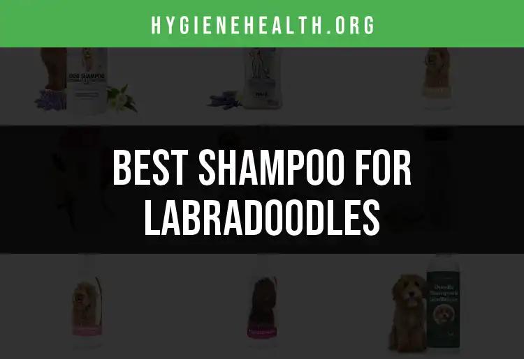 16 Best Shampoos for Labradoodles: Quick Picks for Clean Coats